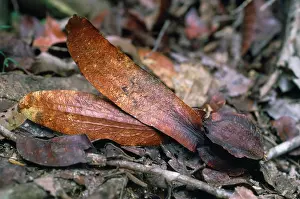 Dipterocarp: Dipterocarp - fruit on forest. Orang-utan food