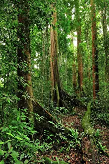 Dipterocarp: Dipterocarp trees