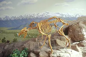 Pleistocene: Dire Wolf