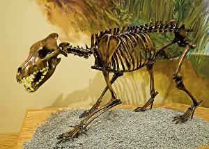 Cast: Dire Wolf Fossil
