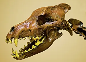 Cast: Dire Wolf Skull Fossil