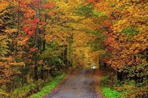 Dirt: Dirt road with colorful trees in autumn, Quebec