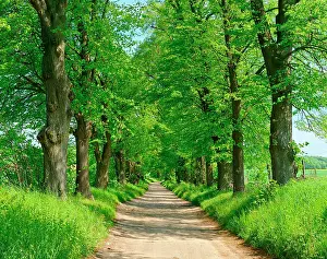 Avenue: Dirt road through linden avenue in spring, biosphere