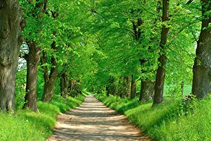 Avenue: Dirt road through linden avenue in spring, biosphere