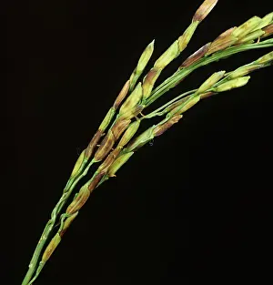 Dirty: Dirty Ear disease complex on Rice (Oryza sativa)