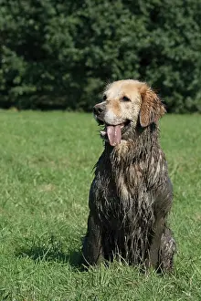 Sludge: Dirty, muddy Golden Retriever sitting on a field