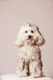 Dirty: Dirty toy poodle sitting