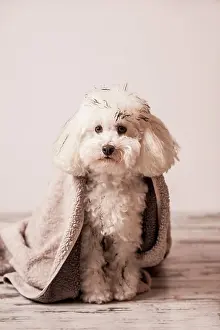 Wrapped: Dirty toy poodle wrapped in a towel