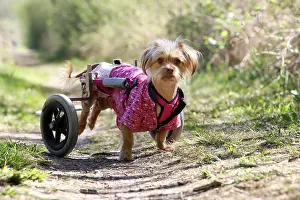 Disabled: Disabled dog with wheelchair, Germany, Europe