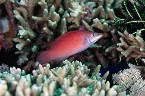 Labroidei: Disappearing Wrasse