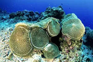 Disc: Disc anemones, corallimorpharia, Amplexidiscus fenestrafer