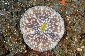 030822: Disc Coral - Kubu, Tulamben, Karangasem Regency, Bali, Indon