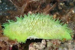 030822: Disc Coral with polyps - Kubu, Tulamben, Karangasem Regency