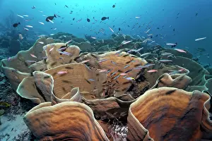 Landmarks: Disc coral (Turbinaria mesenterina), shelter for