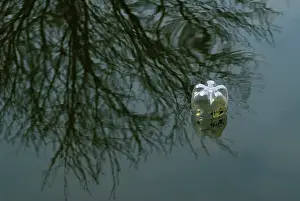 Discarded: Discarded bottle in water
