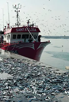 Ports: Discarded mackerel at Peniche, Portugal