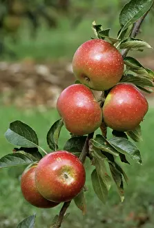 Discovery: Discovery Apple