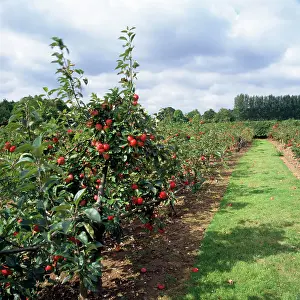 Discovery: Discovery apple orchard - fruit farm