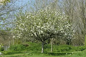 Discovery: Discovery Apple Tree in Flower