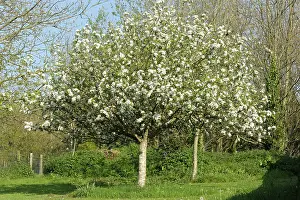 Discovery: Discovery Apple Tree in Flower
