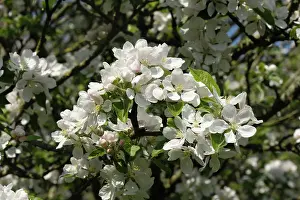 Discovery: Discovery Apple Tree in Flower
