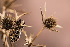 Erebidae: Discrete chaperon (Cymbalophora pudica) perched on dry Eryngium sp. plant, Liguria, Italy