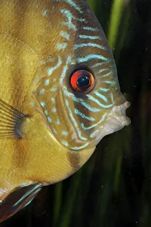 Discus: Discus