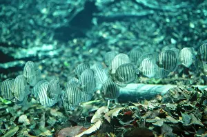Discus: Discus / Cichlid Fish - freshwater