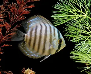Discus: Discus Fish