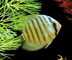 Cichlids: Discus FISH