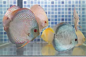 Shops: Discus Fish at aquarium in pet shop