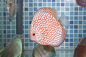 Shops: Discus Fish at aquarium in pet shop