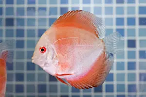Shops: Discus Fish at aquarium in pet shop