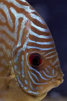 Micro: Discus suffering from hole-in-the-head disease