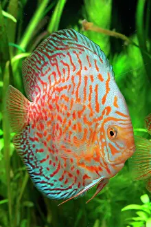 Discus: Discus (Symphysodon aequifasciatus) red pigeon blood