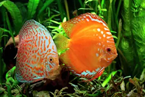 Discus: Discus (Symphysodon aequifasciatus) red pigeon blood
