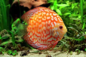 Discus: Discus (Symphysodon aequifasciatus) red pigeon blood