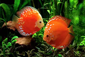 Discus: Discus (Symphysodon aequifasciatus) red pigeon blood