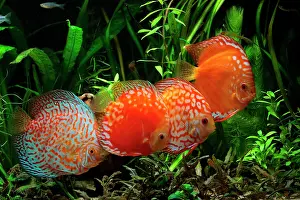 Discus: Discus (Symphysodon aequifasciatus) red pigeon blood