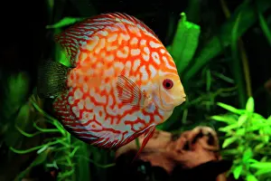 Discus: Discus (Symphysodon aequifasciatus) red pigeon blood