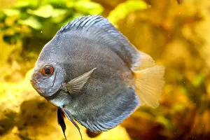 Discus: Discus (Symphysodon) in the aquarium. Discus are f