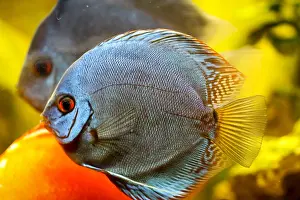 Discus: Discus (Symphysodon) in the aquarium. Discus are f