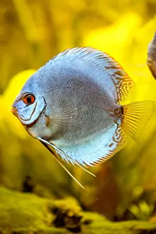 Discus: Discus (Symphysodon) in the aquarium. Discus are f
