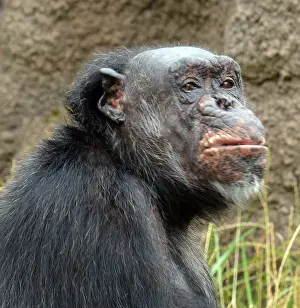 270819: Disdainful old Chimpanzee