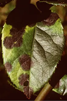 Blackspot: DISEASE - Black Spot / blackspot on Rose plant