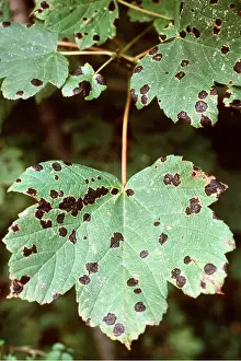 Pat Morris: DISEASE - Black Spot on Sycamore leaves