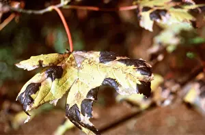 Sycamore: DISEASE - Tar Spot on Sycamore