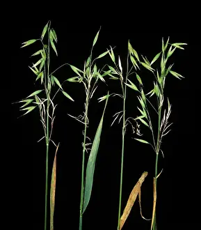 Panicles: Diseased oats