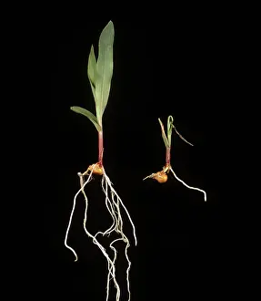 Distorted: Diseased vs Healthy Corn Seedling