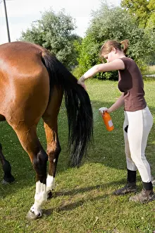 Backs: Disentangling the tail of a horse France